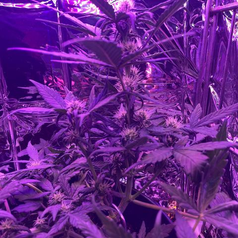 Auto Purple  growlog timeline photo