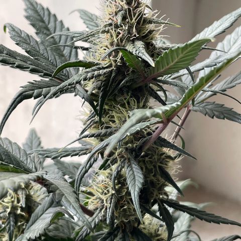 Auto Purple  growlog timeline photo