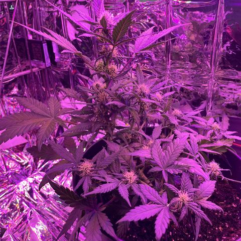 Auto Purple  growlog timeline photo