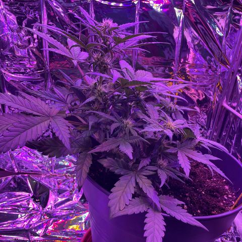 Auto Purple  growlog timeline photo