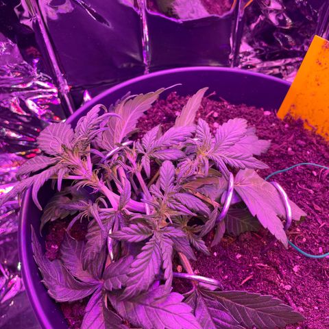 Auto Purple  growlog timeline photo