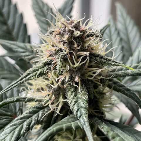 Auto Purple  growlog timeline photo