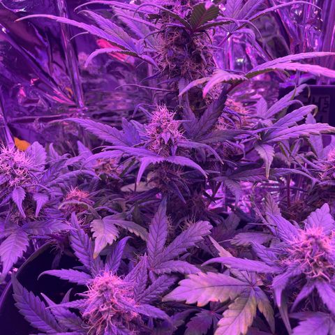 Auto Purple  growlog timeline photo