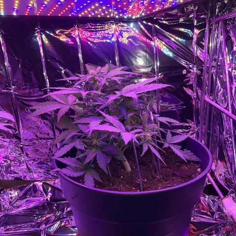 Auto Purple  growlog timeline photo