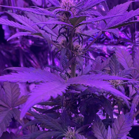 Auto Purple  growlog timeline photo