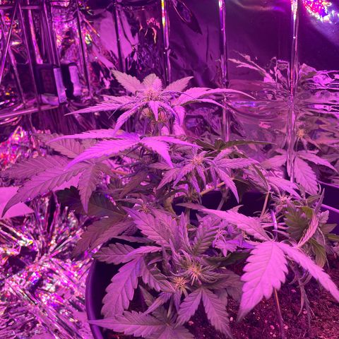Auto Purple  growlog timeline photo