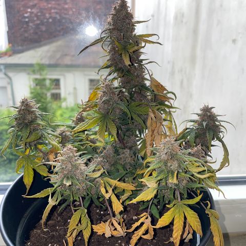 Auto Purple  growlog timeline photo