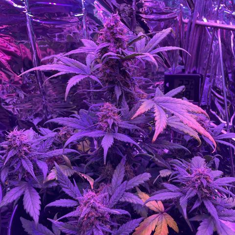 Auto Purple  growlog timeline photo