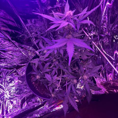 Auto Purple  growlog timeline photo