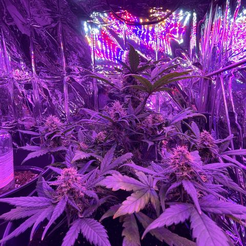 Auto Purple  growlog timeline photo