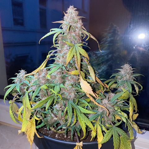 Auto Purple  growlog timeline photo