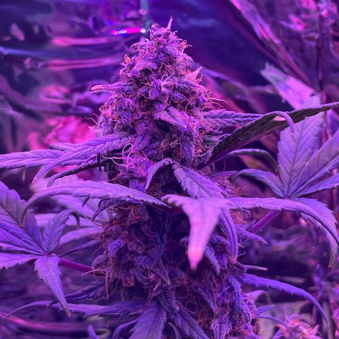 Auto Purple  growlog timeline photo