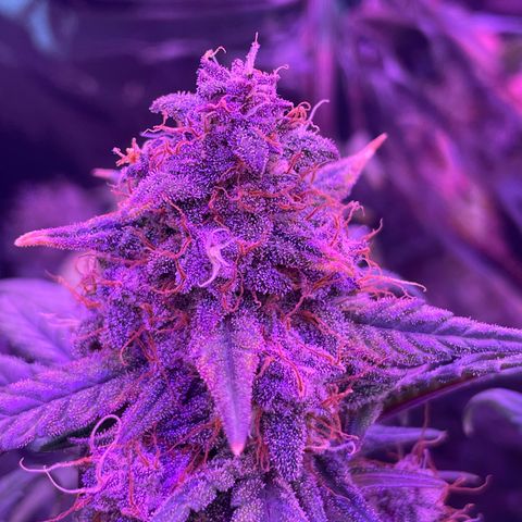 Auto Purple  growlog timeline photo