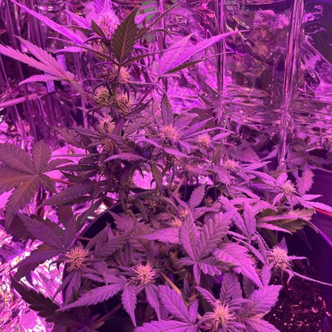 Auto Purple  growlog timeline photo