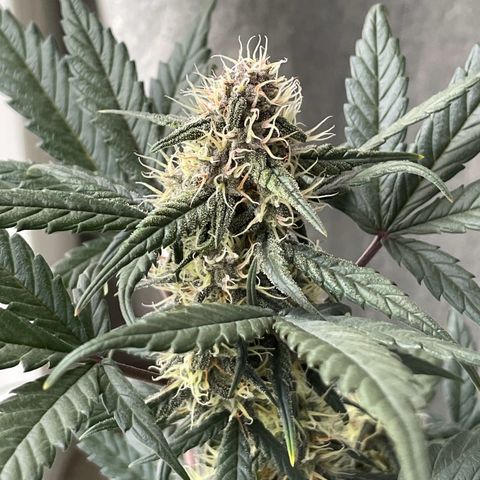 Auto Purple  growlog timeline photo