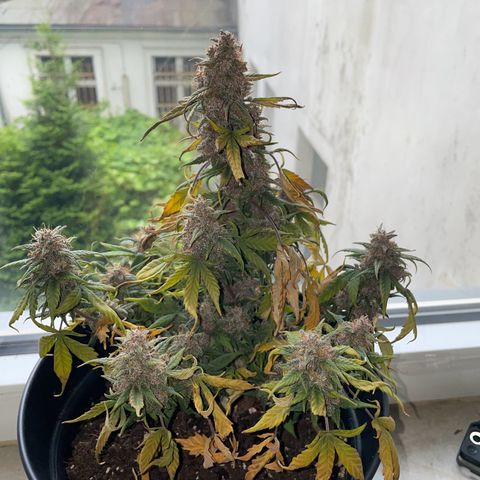Auto Purple  growlog timeline photo