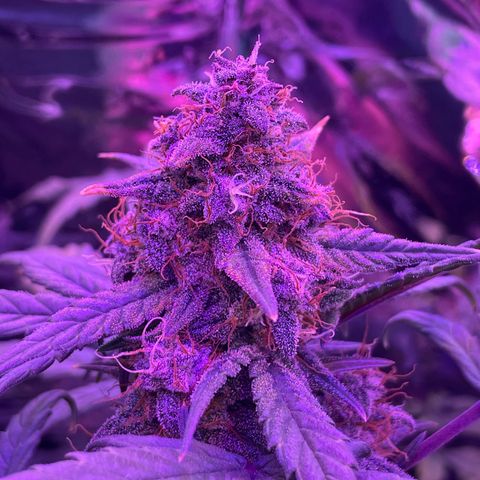 Auto Purple  growlog timeline photo