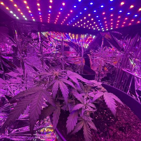 Auto Purple  growlog timeline photo