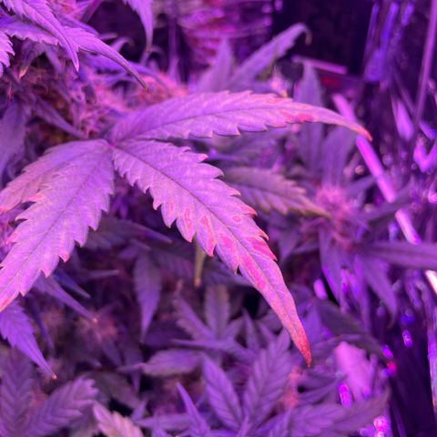 Auto Purple  growlog timeline photo