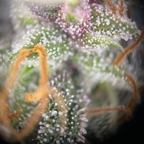 Auto Purple  growlog timeline photo
