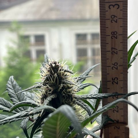 Auto Purple  growlog timeline photo