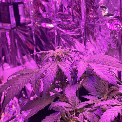 Auto Purple  growlog timeline photo
