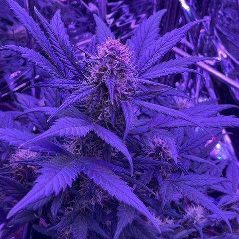 Auto Purple  growlog timeline photo