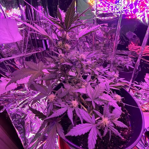 Auto Purple  growlog timeline photo