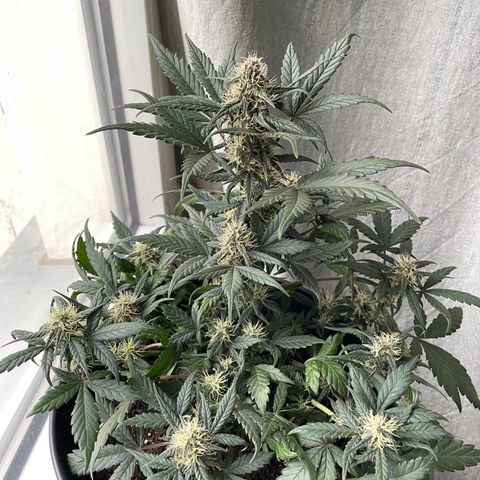 Auto Purple  growlog timeline photo
