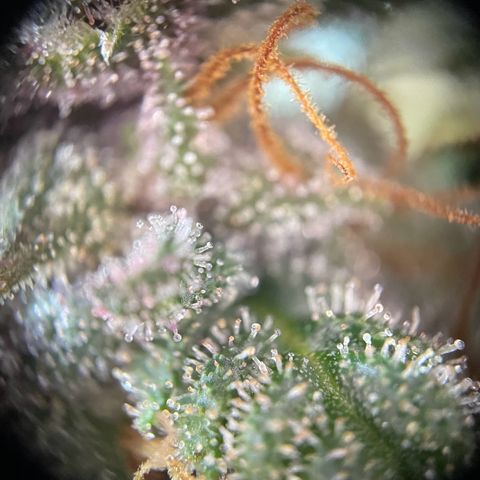 Auto Purple  growlog timeline photo