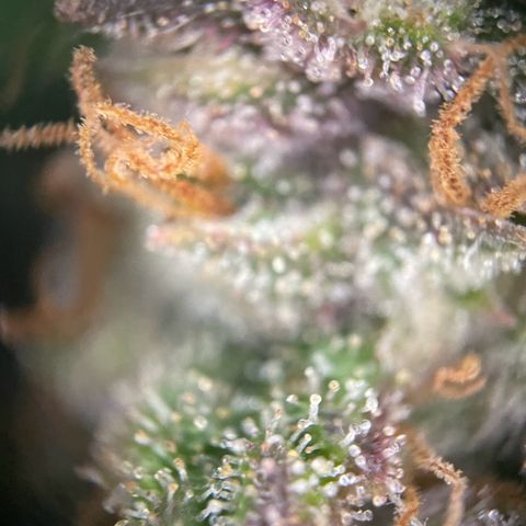 Auto Purple  growlog timeline photo