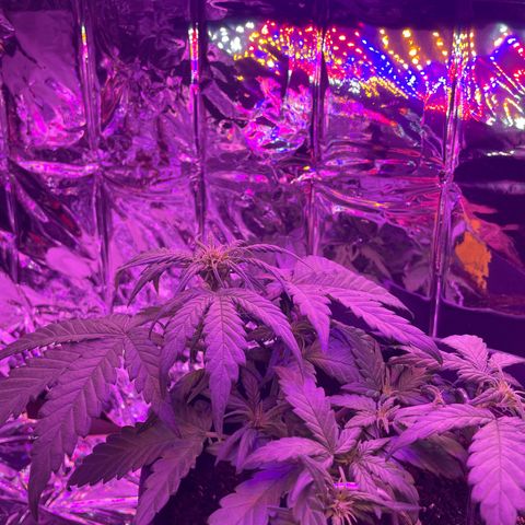 Auto Purple  growlog timeline photo