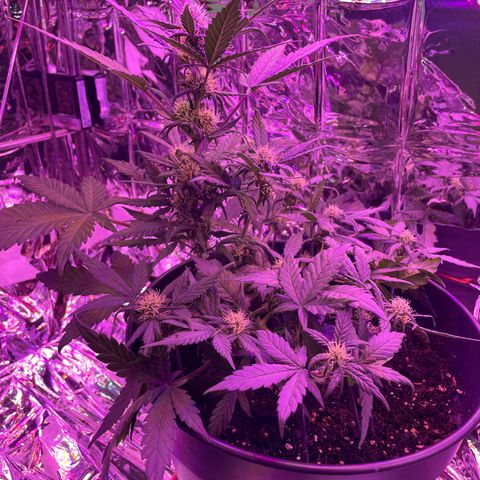 Auto Purple  growlog timeline photo