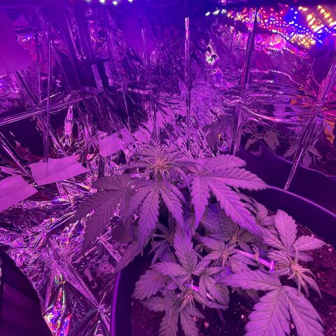 Auto Purple  growlog timeline photo
