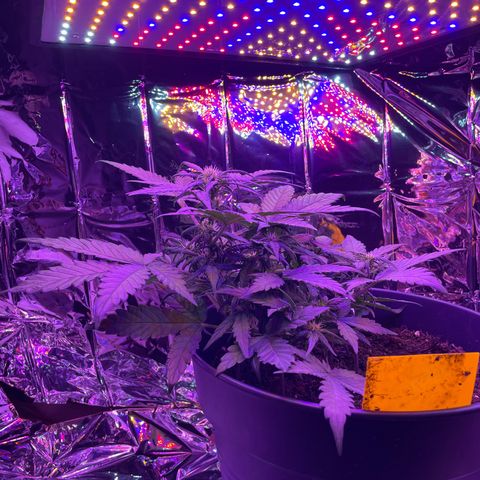 Auto Purple  growlog timeline photo