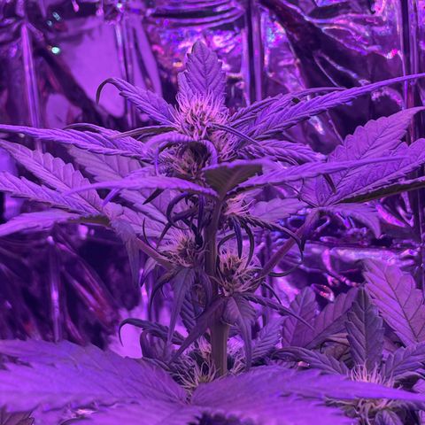 Auto Purple  growlog timeline photo