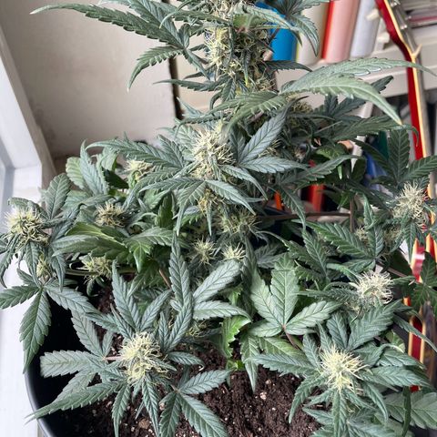Auto Purple  growlog timeline photo