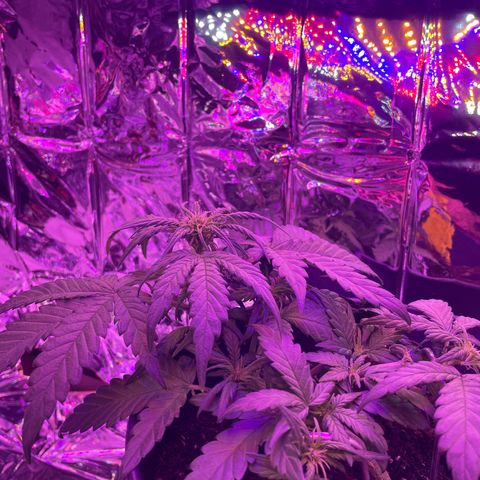 Auto Purple  growlog timeline photo