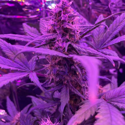 Auto Purple  growlog timeline photo