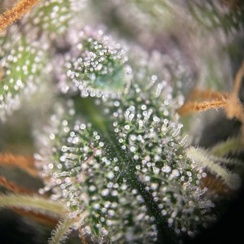 Auto Purple  growlog timeline photo