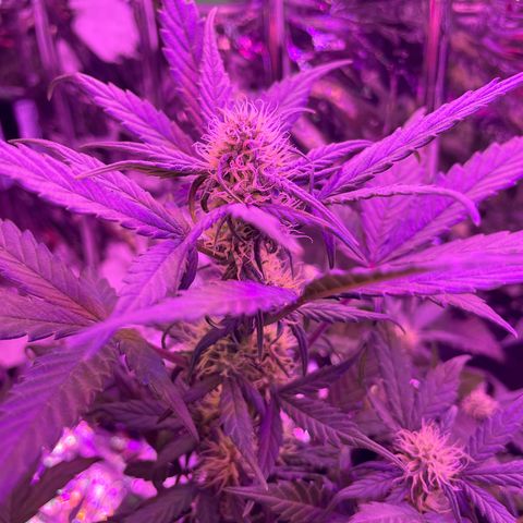 Auto Purple  growlog timeline photo