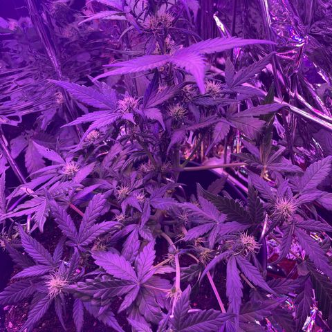 Auto Purple  growlog timeline photo