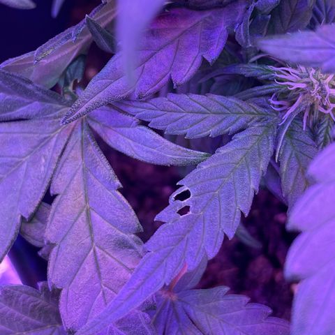 Auto Purple  growlog timeline photo