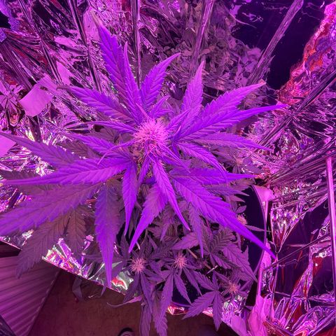 Auto Purple  growlog timeline photo