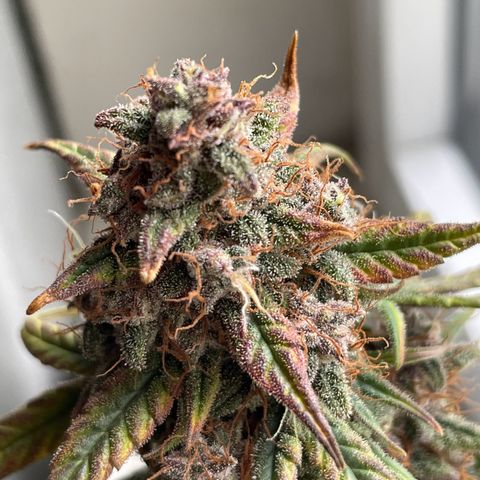 Auto Purple  growlog timeline photo