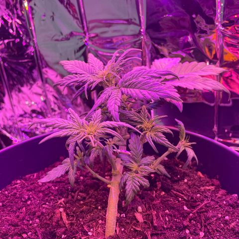 Auto Purple  growlog timeline photo