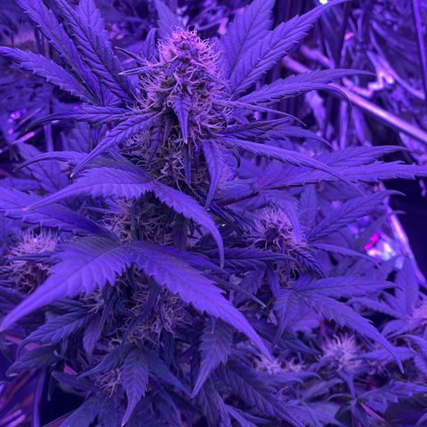 Auto Purple  growlog timeline photo