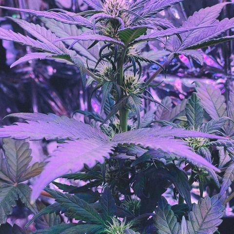 Auto Purple  growlog timeline photo