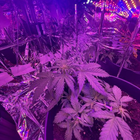Auto Purple  growlog timeline photo