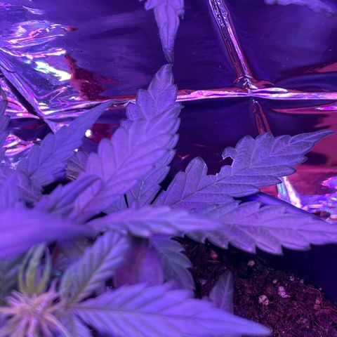 Auto Purple  growlog timeline photo